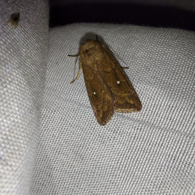 Mythimna albipuncta - fehérpettyes rétibagoly