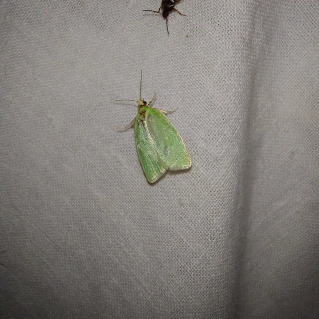 Tortrix viridana - tölgyilonca