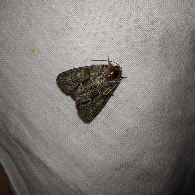 Cryphia fraudatricula - homoki zuzmóbagoly