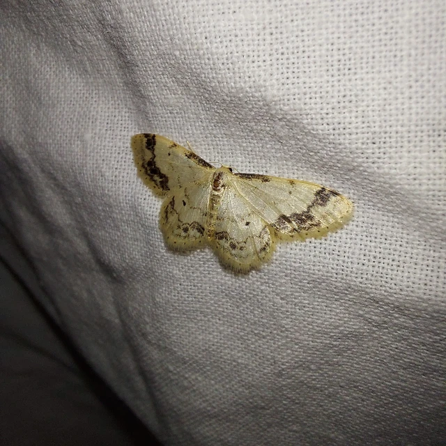 Idaea trigeminata - csúcsfoltos apróaraszoló
