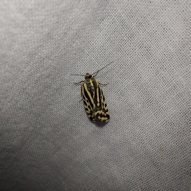 Emmelia trabealis - zebrabagoly