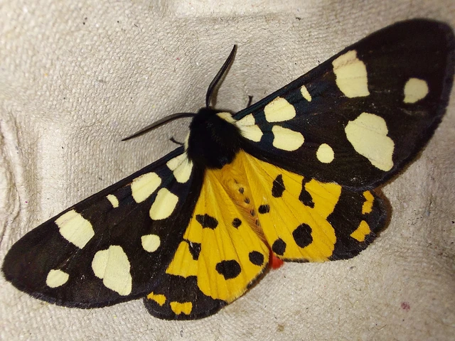 Arctia villica - fekete medvelepke