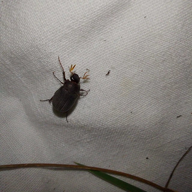 Maladera holosericea - bársonyos kiscserebogár