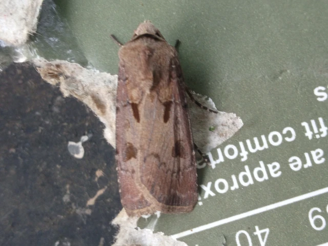 Agrotis exclamationis - felkiáltójeles földibagoly Agrotis exclamationis - felkiáltójeles földibagoly