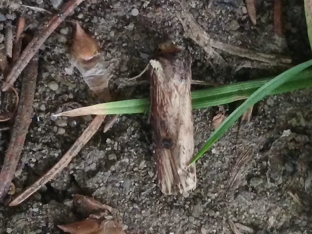 Axylia putris - vonalkás földibagoly