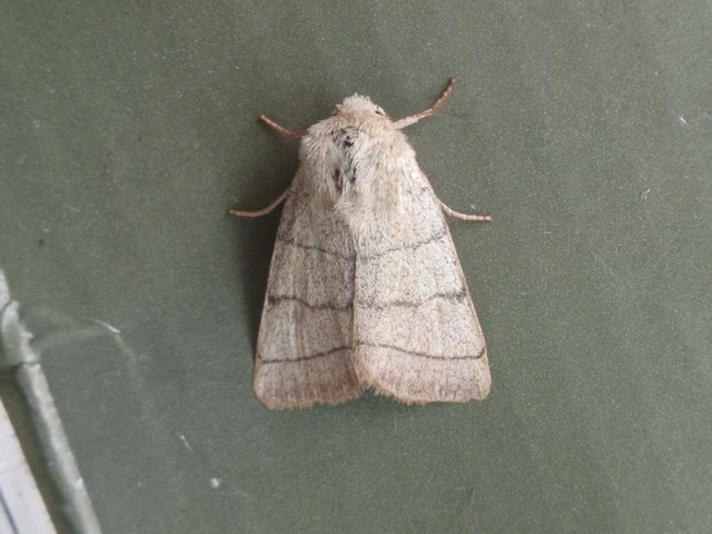 Charanyca trigrammica - háromsávos lombbagoly