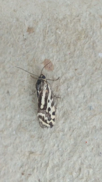 Emmelia trabealis - zebrabagoly