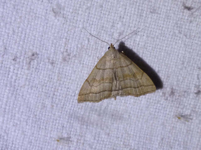 Herminia tarsicrinalis - szőröslábú karcsúbagoly