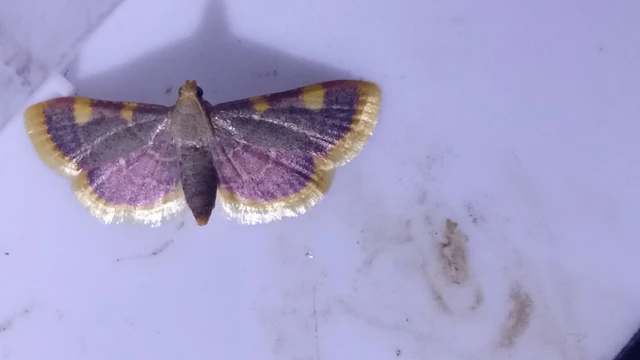 Hypsopygia costalis - szénailonca