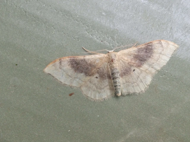 Idaea degeneraria - barnasávos araszoló