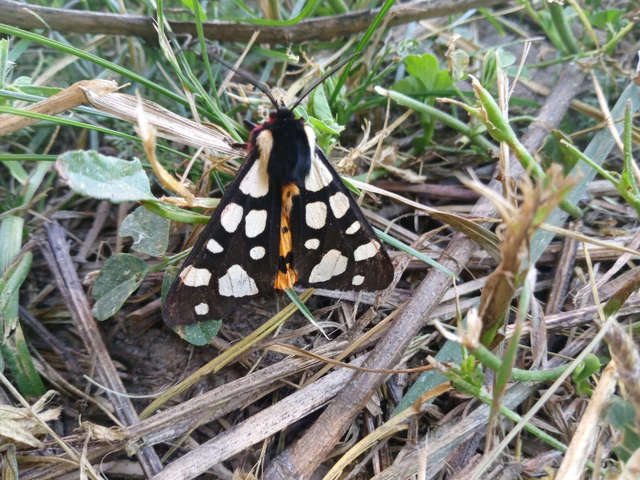 Arctia villica - fekete medvelepke
