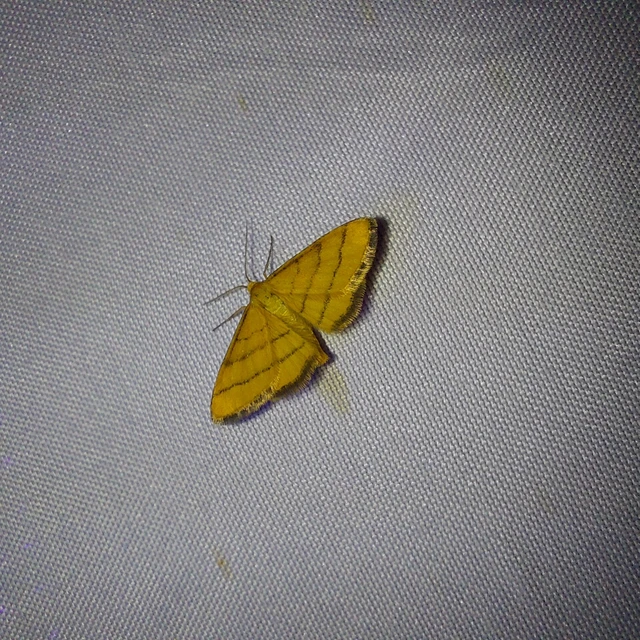 Idaea aureolaria - aranyos sávosaraszoló