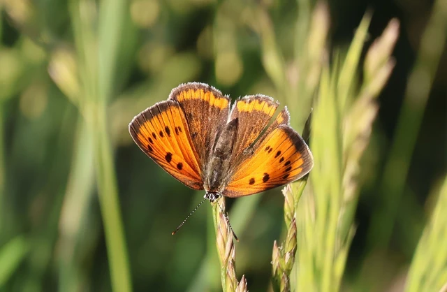 Lycaena dispar rutilus - nagy tűzlepke
