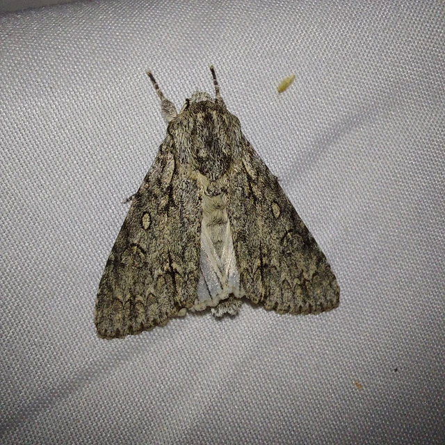 Acronicta aceris - vadgesztenye-szigonyosbagoly