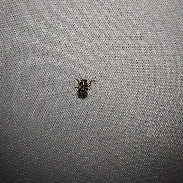 Pachybrachis tesselatus - ragyáshátú tömzsibogár