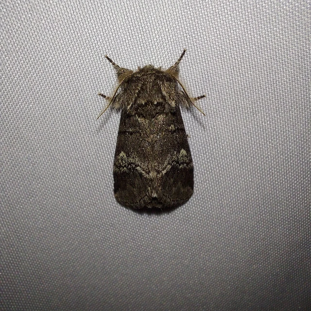 Drymonia querna - tölgyfa-púposszövő