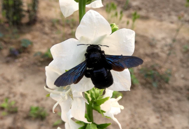 Xylocopa