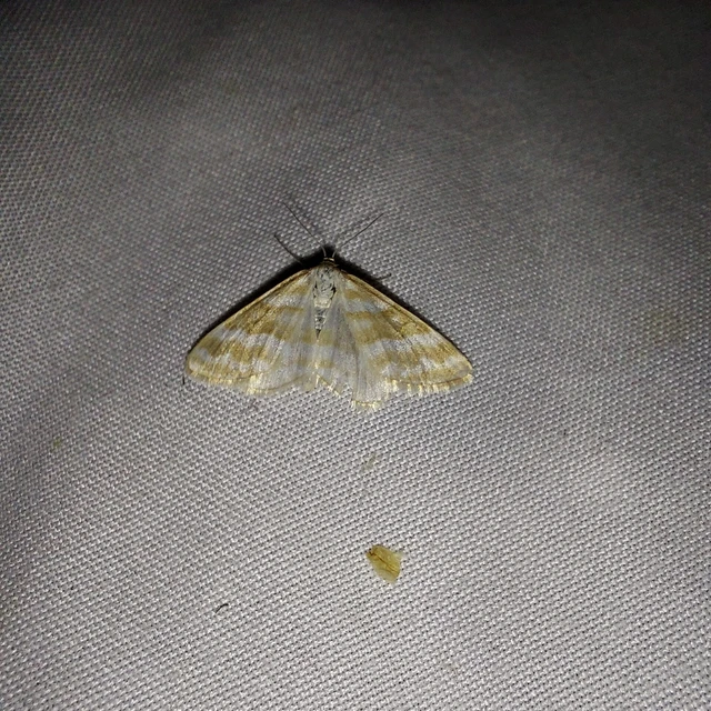 Idaea sericeata - selymes sávosaraszoló