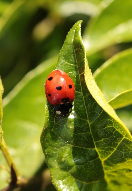 Coccinella septempunctata - hétpettyes katica