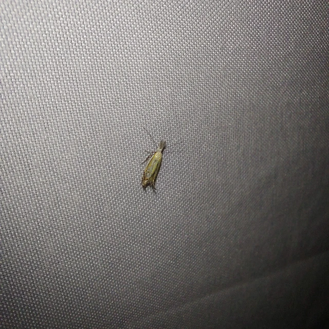 Holoscolia huebneri - sarlósszárnyú csíkosmoly
