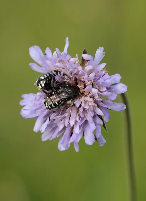 Oxythyrea funesta - sokpettyes virágbogár