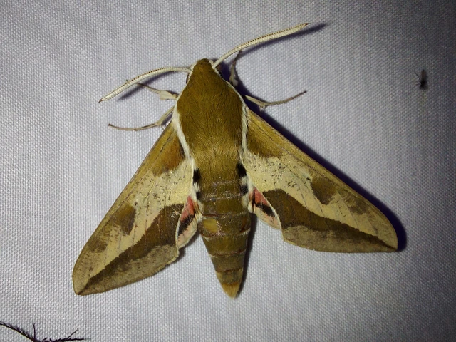 Hyles euphorbiae - kutyatejszender
