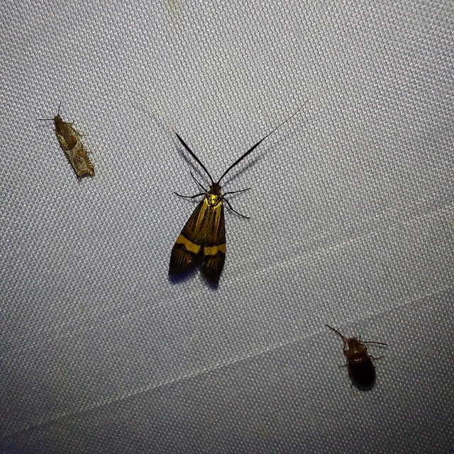 Nemophora degeerella - pompás tőrösmoly Nemophora degeerella - pompás tőrösmoly