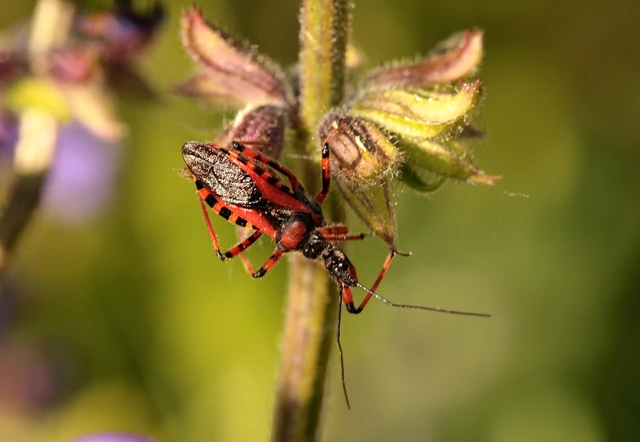 Rhynocoris iracundus - közönséges gyilkospoloska