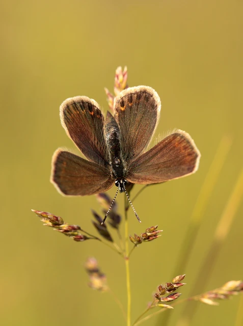 Plebejus argus - ezüstös boglárka