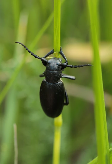 Dorcadion aethiops - fekete gyalogcincér Dorcadion aethiops - fekete gyalogcincér