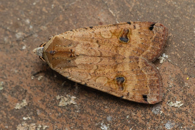 Noctua pronuba - nagy sárgafűbagoly