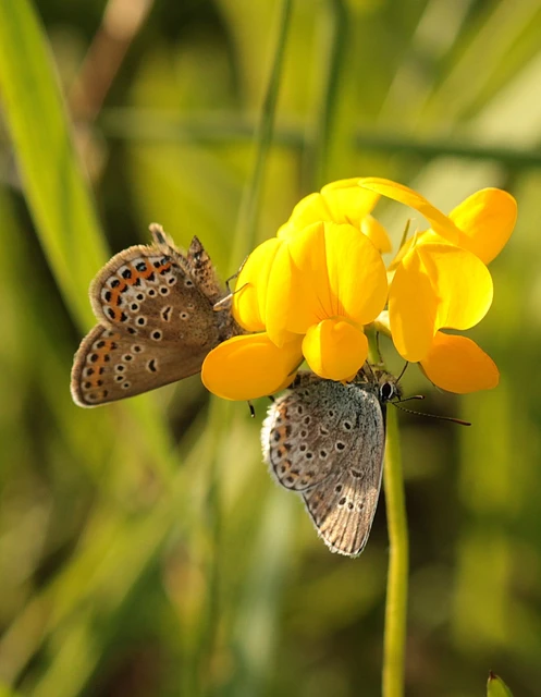 Plebejus argus - ezüstös boglárka