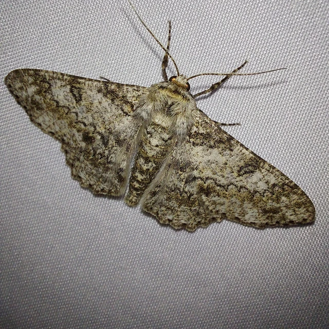 Ascotis selenaria - holdas faaraszoló