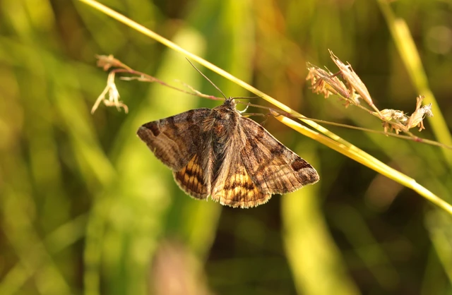 Euclidia glyphica - közönséges nappalibagoly