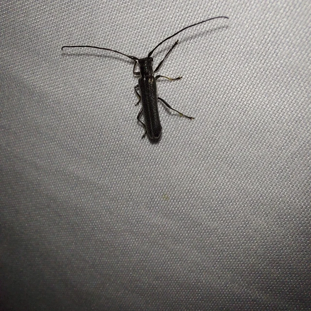 Stenostola dubia - fémes hársfacincér