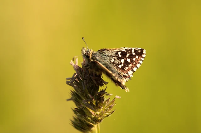 Pyrgus