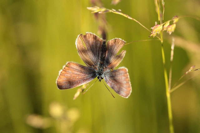 Plebejus argus - ezüstös boglárka