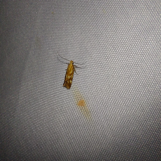 Mirificarma eburnella - rozsdaszínű sarlósmoly