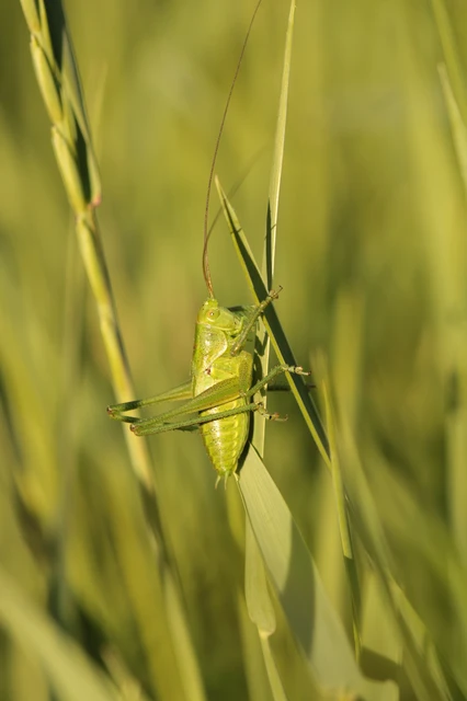 Tettigonia viridissima - zöld lombszöcske