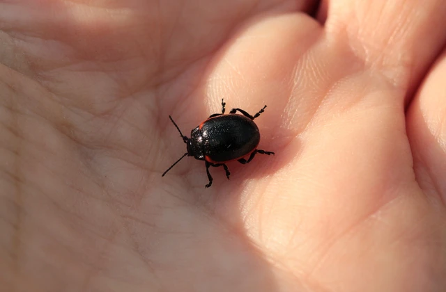 Chrysolina
