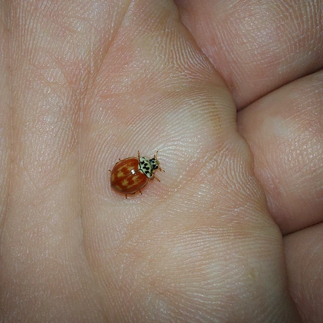 Harmonia quadripunctata - négypettyes katica