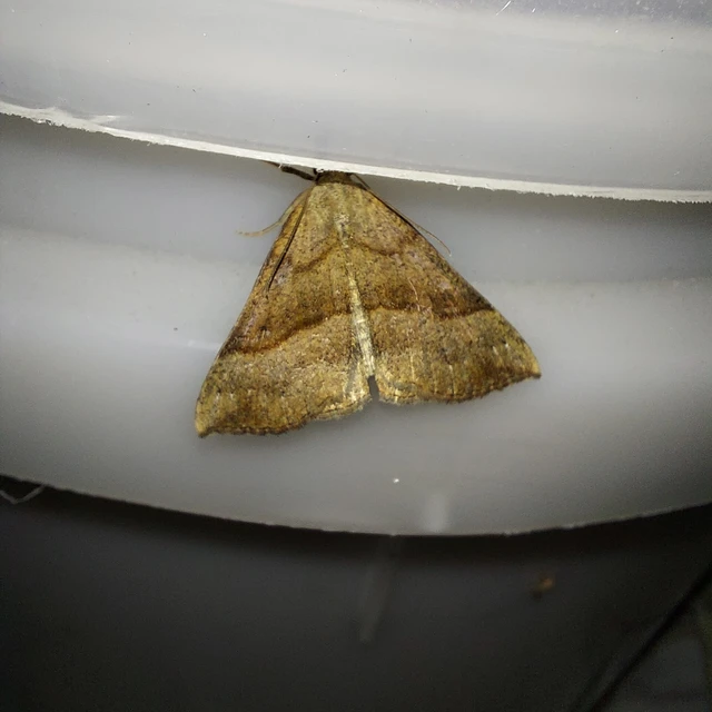 Hypena proboscidalis - ormányos karcsúbagoly