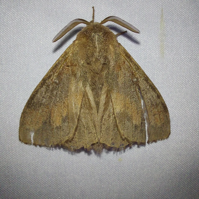 Dendrolimus pini - fenyőpohók