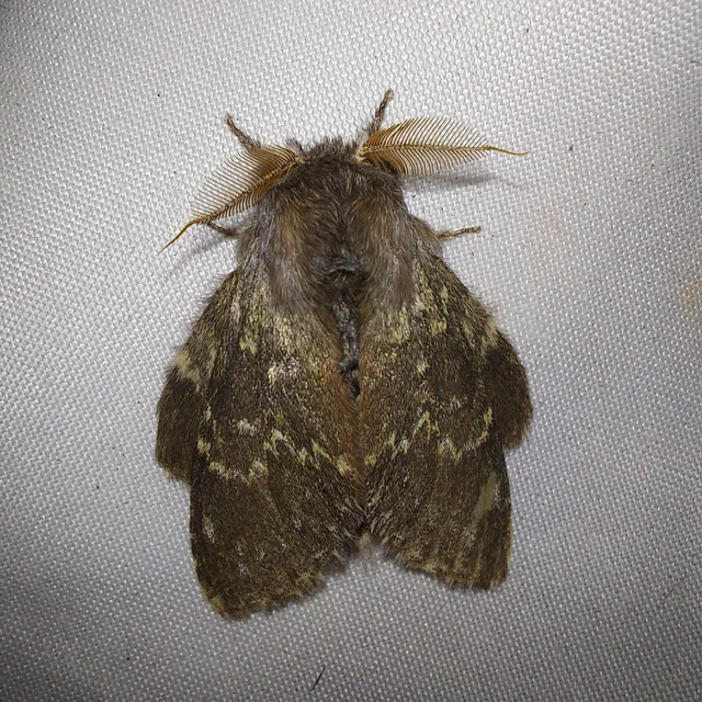 Stauropus fagi - bükkfa-púposszövő