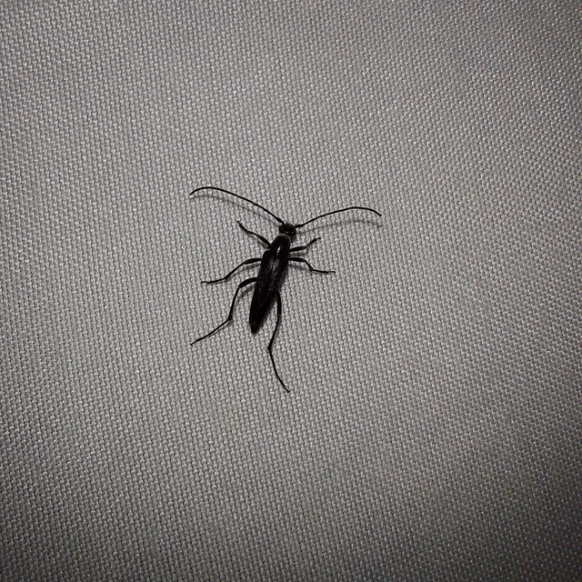 Stenurella nigra - fekete karcsúcincér