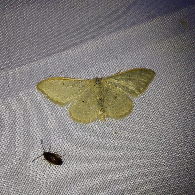 Idaea straminata - szalmasárga sávosaraszoló