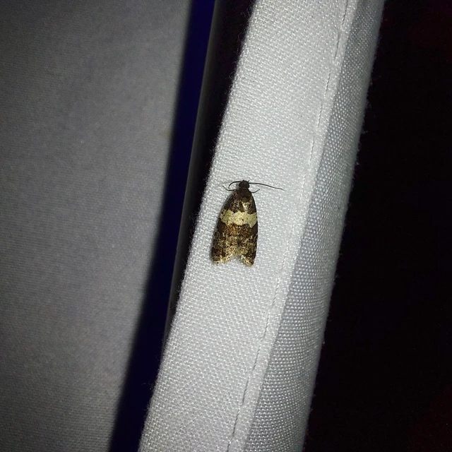 Isotrias hybridana - cifra sodrómoly