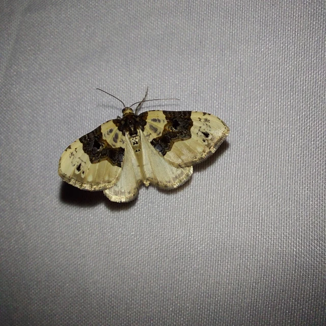 Cosmorhoe ocellata - szemes galajaraszoló