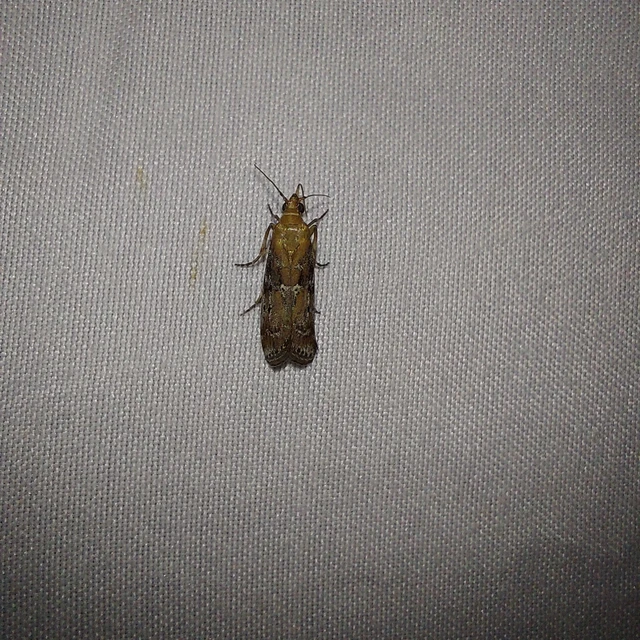 Ancylosis cinnamomella - fahéjszínű karcsúmoly