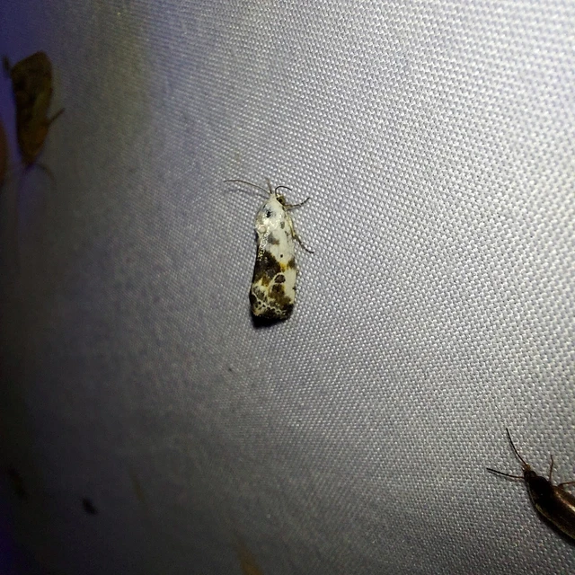 Ponometia candefacta - parlagfűbagoly